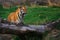 Siberian tiger sitting between two fallen trees