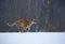 Siberian tiger in snow