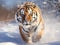 Siberian tiger in snow Amur tiger running in the Tiger in wild winter nature