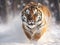Siberian tiger in snow fall. Amur tiger running in the snow. Tiger in wild winter nature