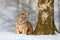 Siberian tiger in snow fall, birch tree. Amur tiger sitting in snow. Tiger in wild winter nature. Action wildlife scene with dange