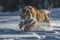 Siberian Tiger in the snow Panthera tigris