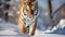 Siberian tiger in a snowy landscape