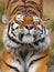 Siberian tiger stretching