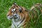 Siberian Tiger Summer Study