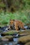 Siberian tiger walking in the river. Taiga with dangerous animal. Panthera tigris altaica