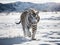 A Siberian tiger walking on a snow field