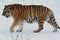 Siberian Tiger Walking In Winter