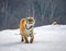 Siberian tiger walks in a snowy frost. Very unusual image. China Harbin. Mudanjiang province. Hengdaohezi park.