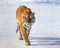 Siberian tiger walks in a snowy frost. Very unusual image. China Harbin. Mudanjiang province. Hengdaohezi park.