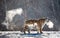 Siberian tiger walks in a snowy glade in a cloud of steam in a hard frost. Very unusual image. China. Harbin. Mudanjiang province.