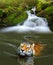 Siberian Tiger in water.