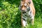 Siberian Tiger in wilderness on green backgroung