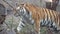 Siberian tiger wildlife scene, wild cat, nature habitat