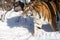 Siberian Tiger In Winter