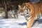 Siberian Tiger In Winter Forest