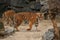 Siberian tigers, Panthera tigris altaica, resting and playing in the rocky mountain area.