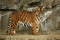 Siberian tigers, Panthera tigris altaica, resting and playing in the rocky mountain area.