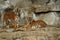 Siberian tigers, Panthera tigris altaica, resting and playing in the rocky mountain area.