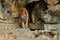 Siberian tigers, Panthera tigris altaica, resting and playing in the rocky mountain area.