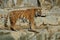 Siberian tigers, Panthera tigris altaica, resting and playing in the rocky mountain area.