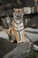 Siberian tigers, Panthera tigris altaica, resting and playing in the rocky mountain area.