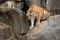 Siberian tigers, Panthera tigris altaica, resting and playing in the rocky mountain area.