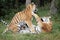 Siberian tigers playfully fighting