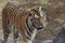 Siberian tigerï¼ˆPanthera tigris ssp.altaicaï¼‰