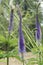 Siberian Veronicastrum sibiricum Sachalinense, purple flower spikes