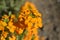 Siberian Wallflower