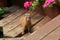 Siberian Weasel