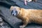 Siberian weasel, Mustela sibirica, from a hiding place watching the photographer