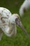 Siberian white crane (grus leucogeranus)