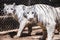 Siberian white tigers