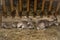 Siberian wild goats in an aviary