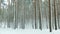 Siberian winter pine forest under the snow