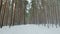 Siberian winter pine forest under the snow