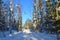 Siberian winter, snowmobile road in the forest.