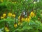 Sibipiruna flowers