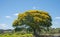 Sibipiruna tree Caesalpinia peltophoroides with yellow flowers and blue sky background