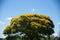 Sibipiruna tree Caesalpinia peltophoroides with yellow flowers and blue sky background