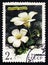 Sibirian flower Saxifraga Sibirica, series, circa 1977
