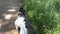 Sibirian husky with used black dog leash walks on used road