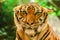 Sibirian Tiger, Amur Tiger, were gazing with awe-inspiring gaze