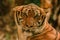 Sibirian Tiger, Amur Tiger, were gazing with awe-inspiring gaze