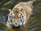 Sibirian Tiger standing in water