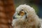 Sibiricus Eagle-owl owlet