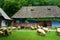 Sibiu in Romania openair museum historical folk buildings and sheep