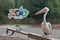 Sibiu Zoo - a pelican sits on a bench